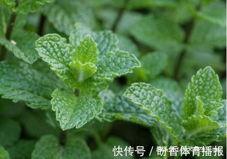 喜欢菊花,不如试试“假菊花”,花开鲜艳美丽,非常值得拥有