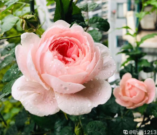 50种绝美月季,随便一棵就能爆满院,这辈子一定要养全!