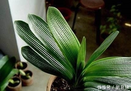 松果|花盆底下垫点这个东西,花草直接长疯了,养花十年不烂根