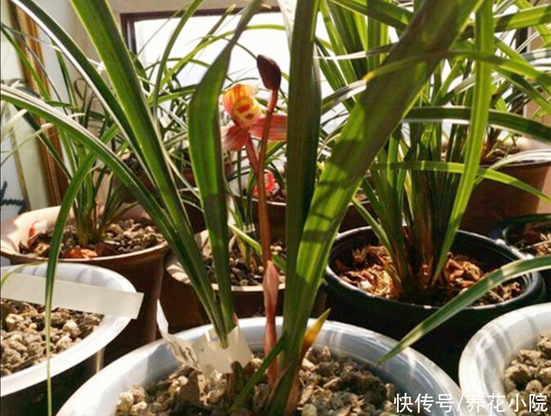 养兰花浇水很关键,记住几个浇水技巧,兰株不烂根不空根