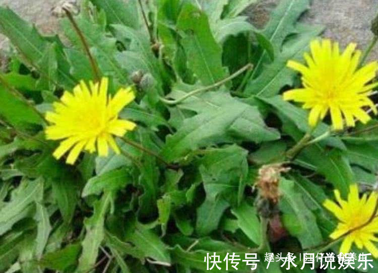 蒲公英水|它跟蒲公英“天生一对”,每天喝一杯,“气血”足了,人也更年轻