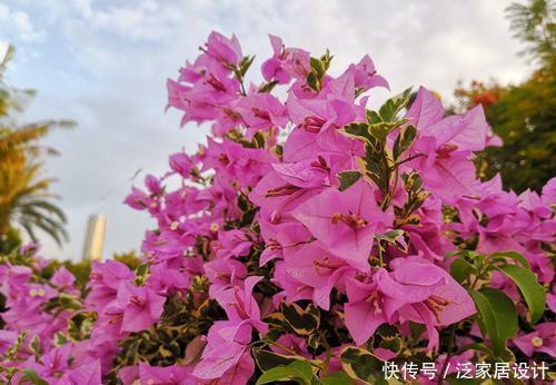 浇水|2种耐旱花,浇水懒一些,一月浇一次,四季油绿开花美!