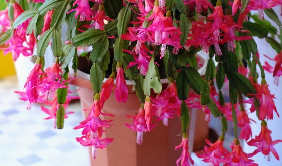 天气转暖,建议少买4种花,观花时间短不说,还难度夏