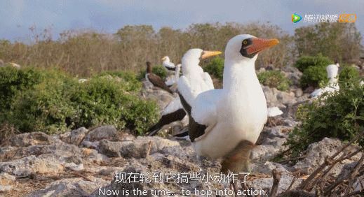 9.8分超惊艳，这神作终于不用找资源，我一口气看完5集