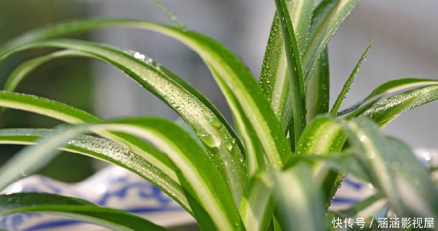 吊兰的最爱,没事喝喝“它”,个头蹿蹿,藤蔓到处爬!