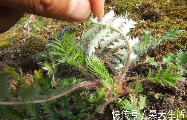 入药|农村常见的野生植物，农村娃视其为零食，殊不知可以入药