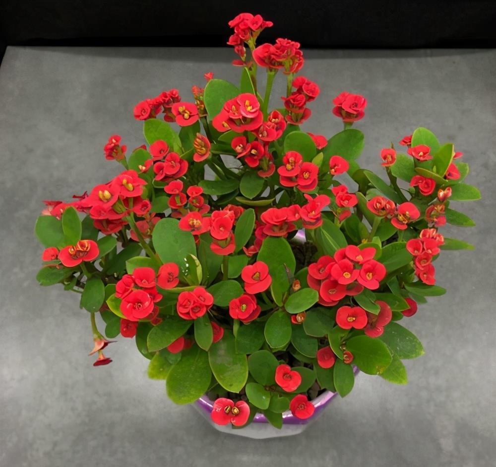 花芽|公认“好养”的3种花,适合现在养,稍加养护就能接二连三开花