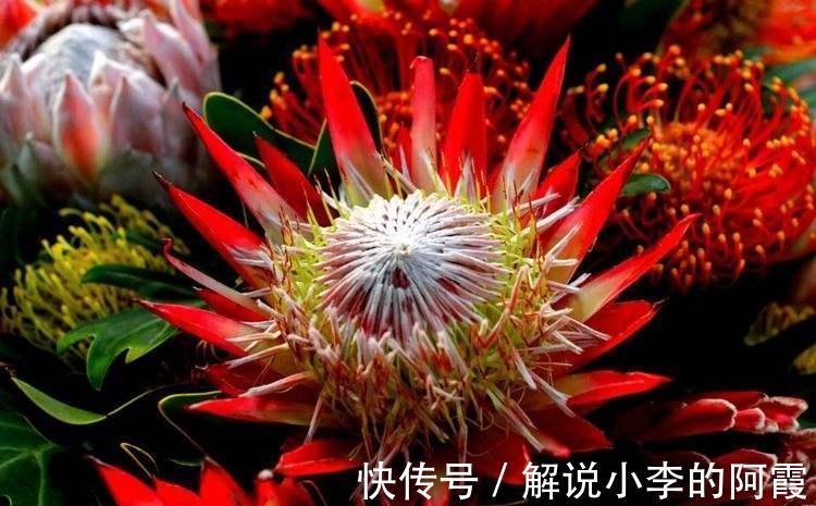 金色“大莲花”好看还好吃,“巨大神秘”的花,你肯定没见过