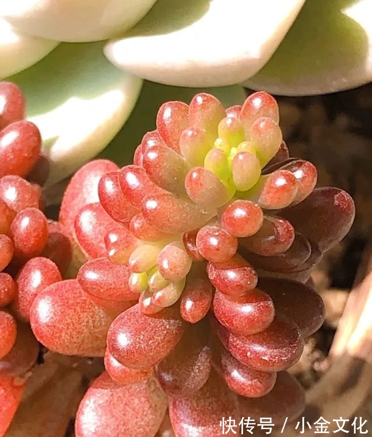 红稚莲|以阳光为滤镜,蓝天为背景,期待拥抱春天,拥抱自然!