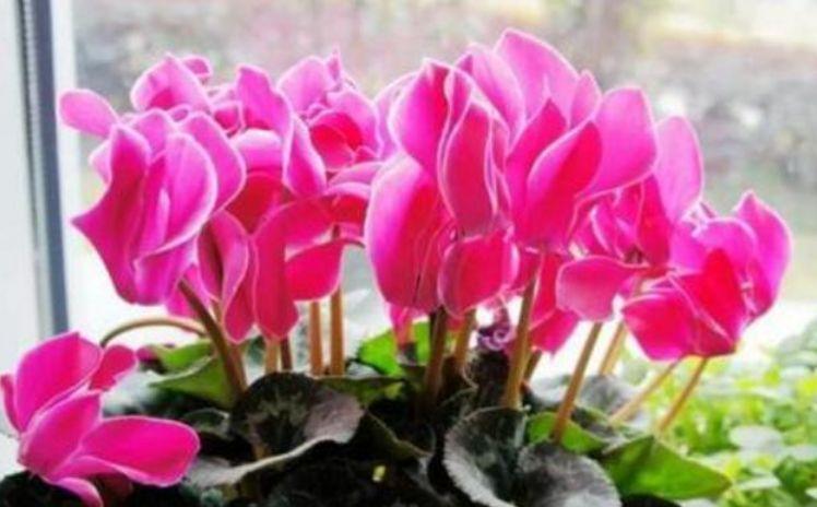 聪明人|聪明人都养4种花,开花又大又艳,比牡丹美,比绿萝好养!