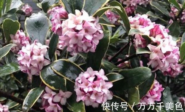 红掌|养花5年，一直保留的4种花，皮实好养颜值高，美极了