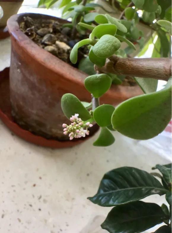 喷药|金枝玉叶开花了,真花长这样,很多人没见过