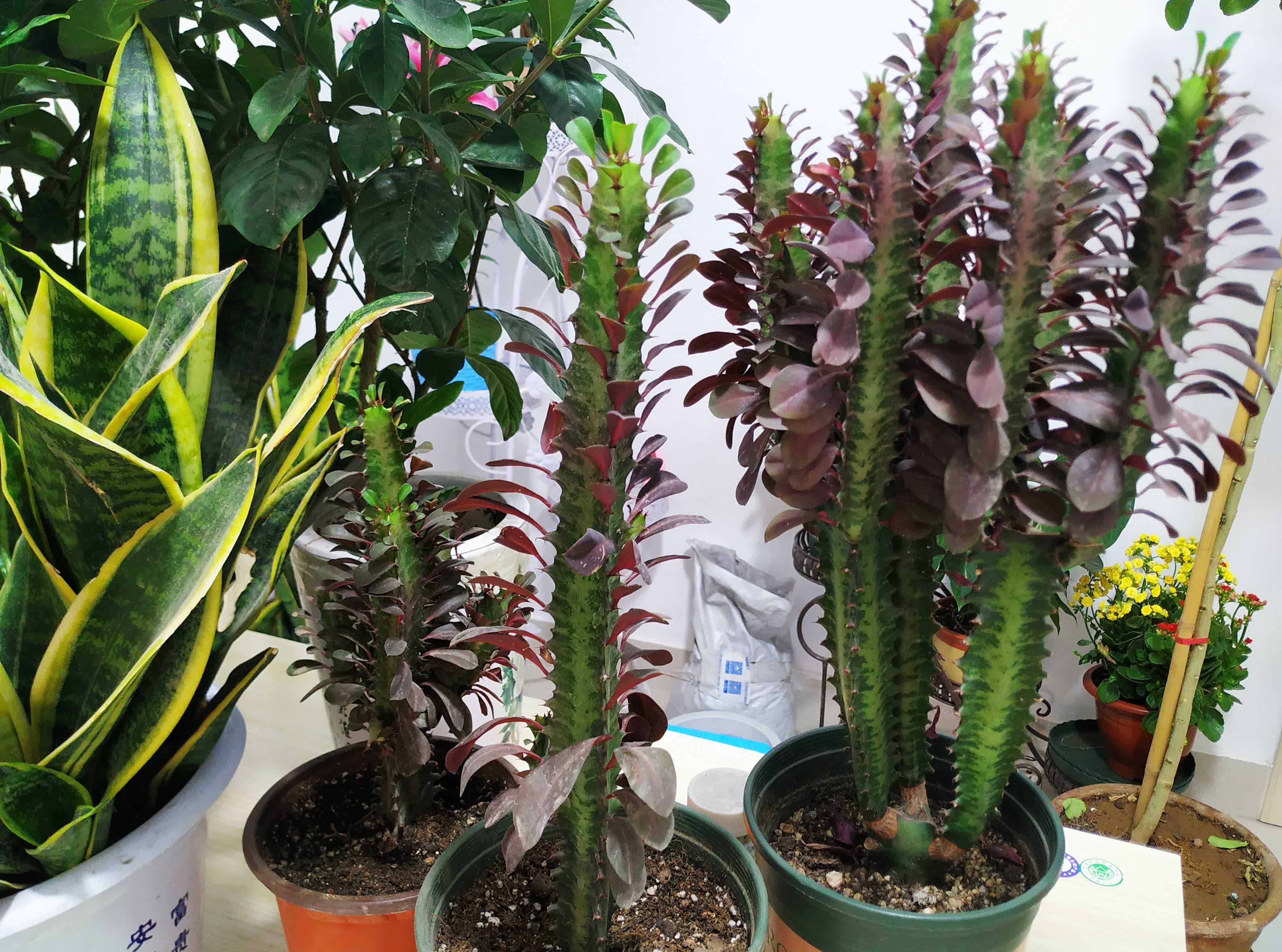 懒人养龙骨,好养又泼辣,做好4点窜到3米,镇宅又霸气