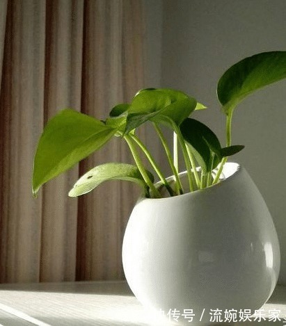 茂密|萌新绿萝黄叶别扔掉,这样剪1刀,来年又是1盆茂密的绿萝