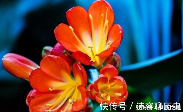 光照|夏天来了,君子兰喜欢“1多2少”,既能安全度夏,又能长花芽