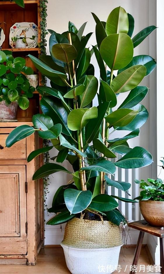 7种大型花,建议在客厅养一盆,吸废气制氧气,还有旺家的好寓意