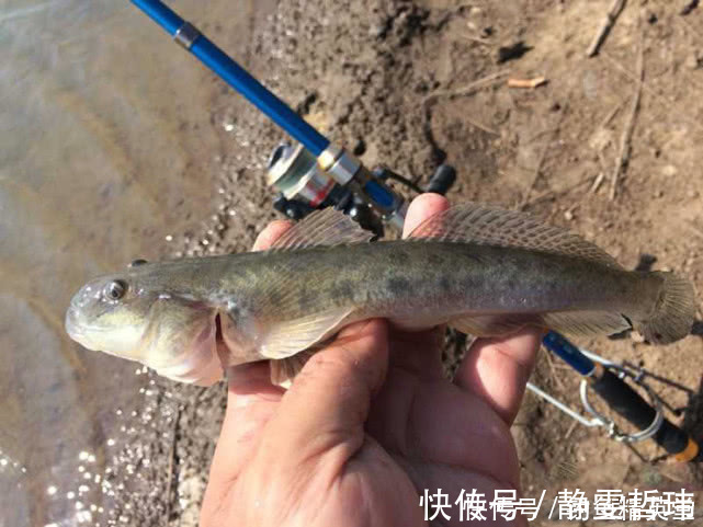 海鲶鱼|有日子没来菜市场了，发现有鲜活的猪尾鱼，16元一斤