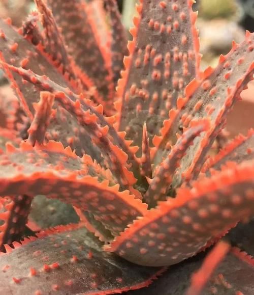 带花纹的圣诞芦荟,随意浇水,不挑环境很好养