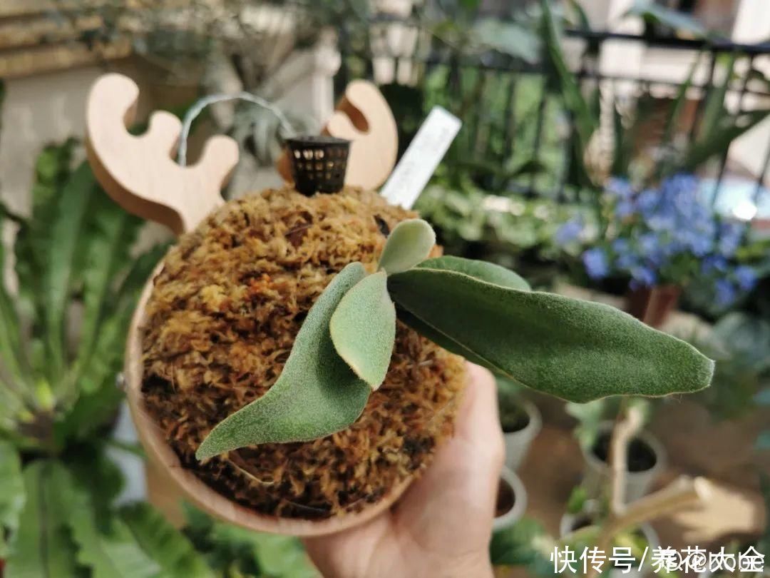 花苞|天热了，20种花最怕浇水，浇得越多，死得越快