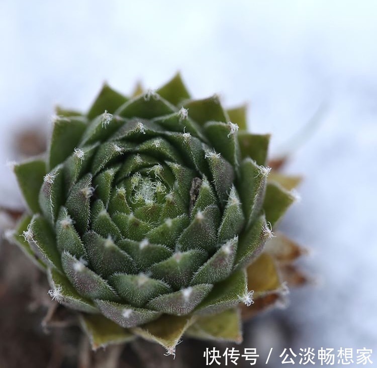 花盆|1种多肉“最好养”，零下20℃冻不死，雪地里“照常”生长