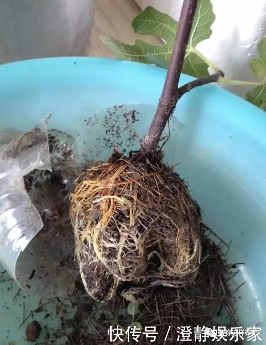 枝条|1个塑料瓶套在无花果枝条上，10天就生根，当年就结50多颗果