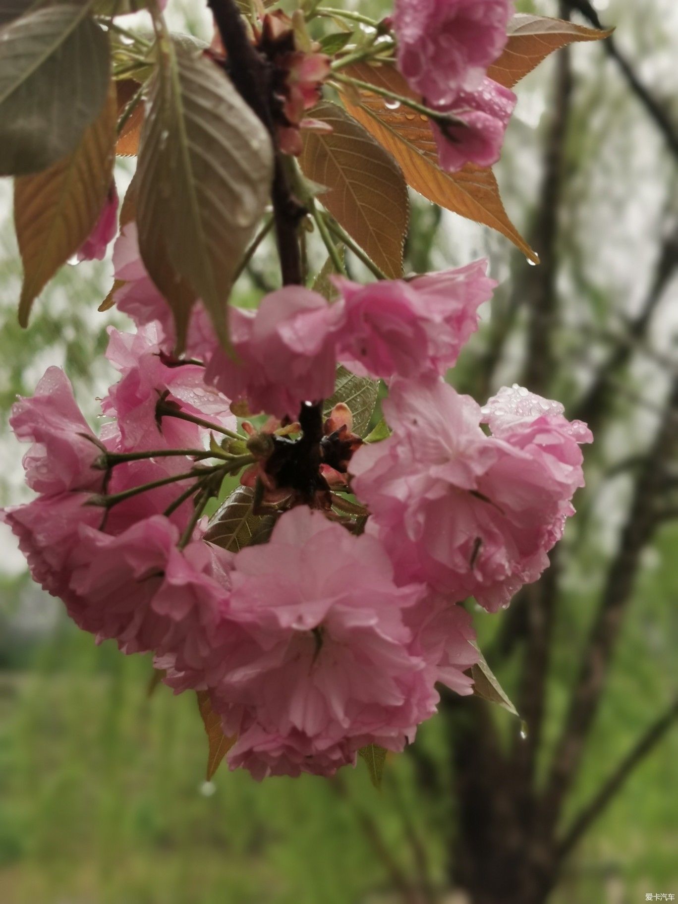 雨中盛开的樱花