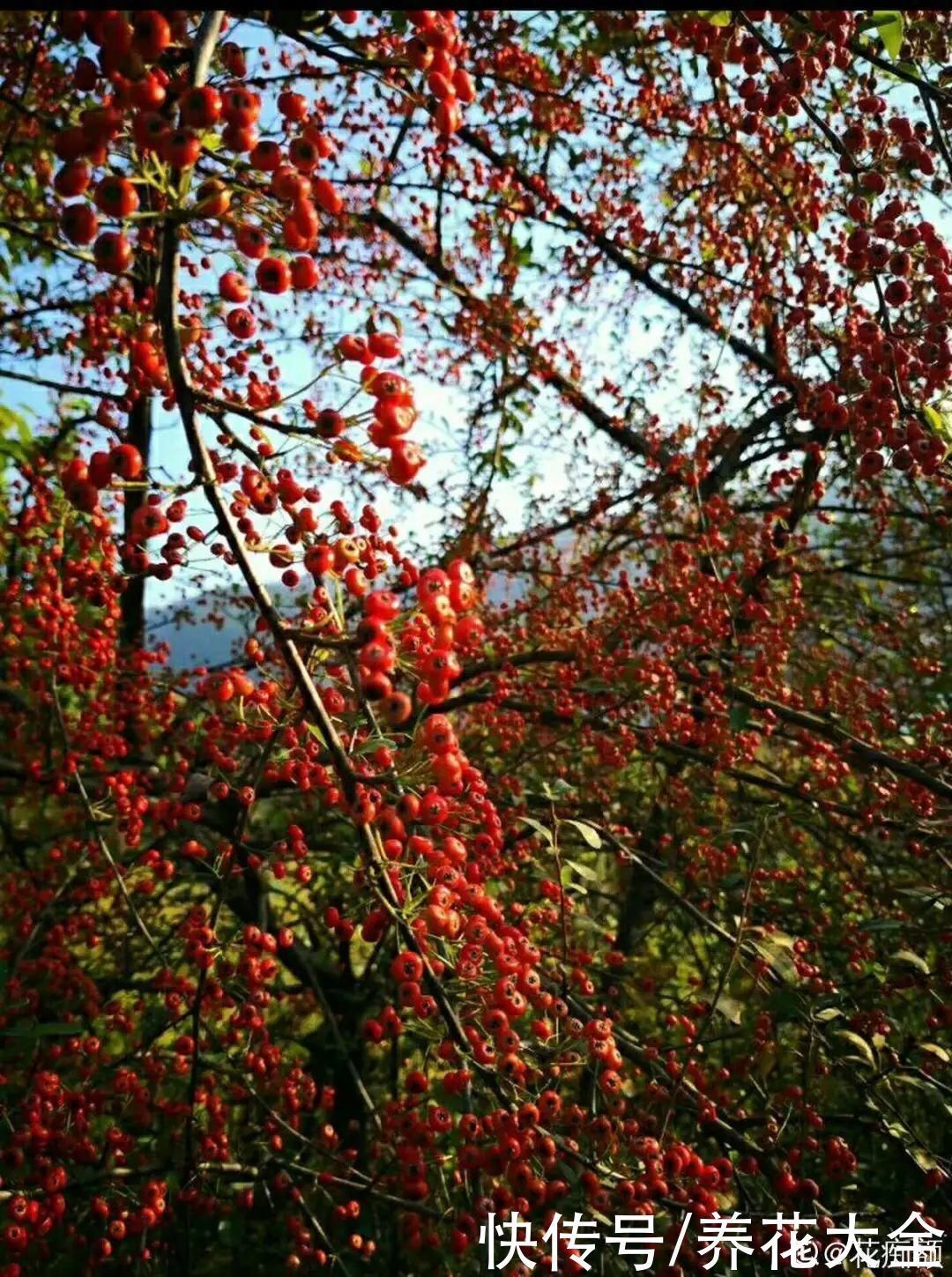 农村当柴烧的花,原来可以当盆景,给一千块也不卖