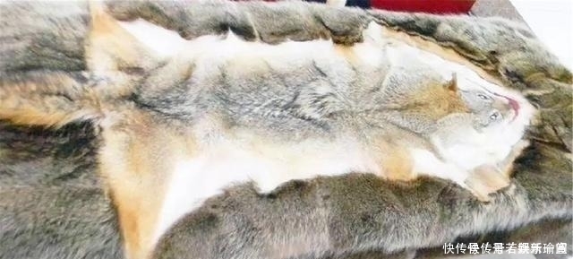 花季少女拿祖传“狼皮”鉴宝,专家情绪失控拒绝估价,拒绝鉴定