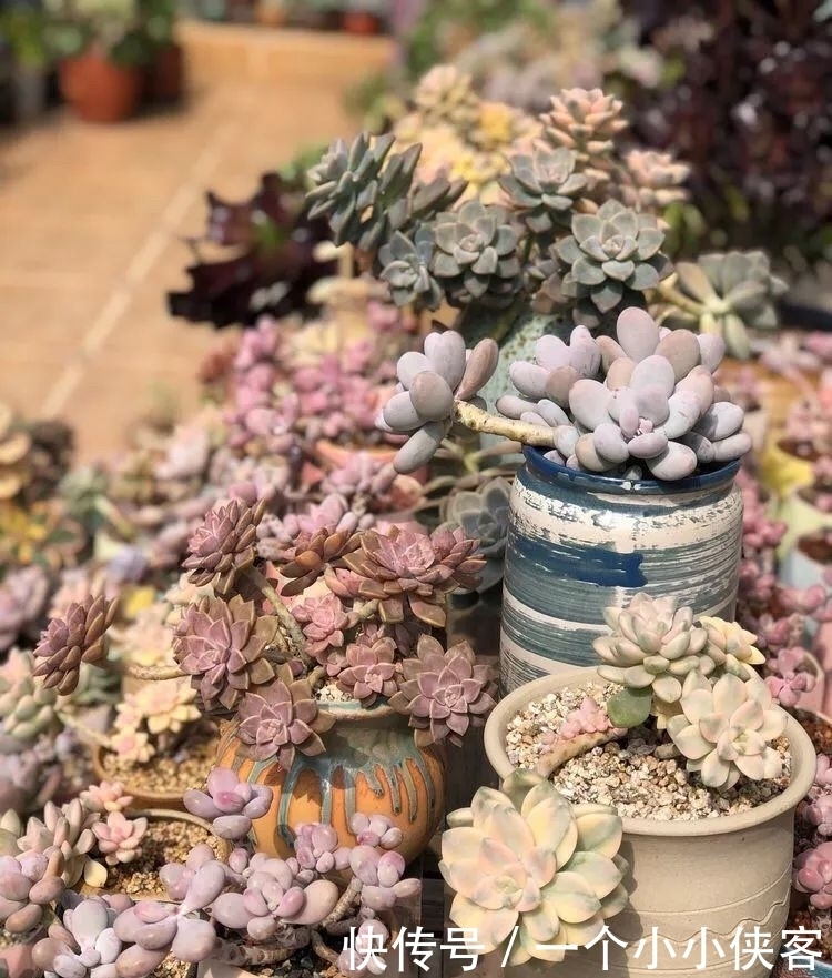多肉盆栽:强迫症养多肉,必须整整齐齐,一颗也不能乱
