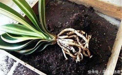 家里有这2花要忙起来，开春必须换盆换土，给它们的大白根好营养！