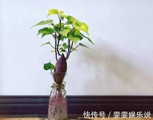 阳台上|一个芋头芽，埋在花盆里，10天长成大盆景，比龟背竹还漂亮