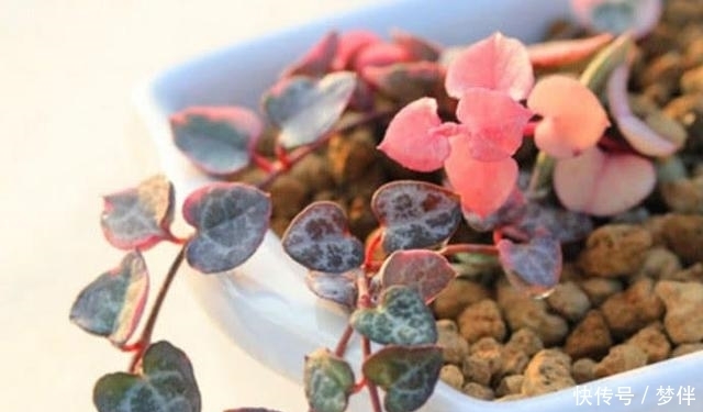 多肉植物|这种多肉千万不能晒,晒一下分分钟死给你看,最后只剩盆