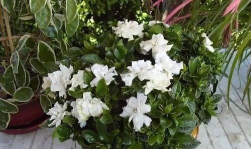 日常盆栽栀子花，满足3点要求，花朵可持久散发清香、制成花茶