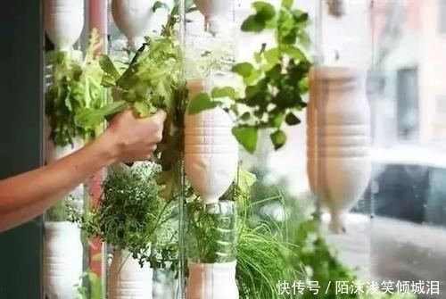 塑料瓶|你扔掉的塑料瓶我用来养花,生根快,开花多,别有一番风味!