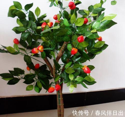 养花别贪小便宜,6种花草再喜欢也别买,不对版养不活白费力!