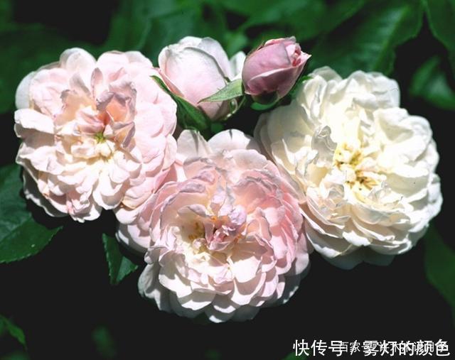 20款古老月季。数百年唯美传承，个个经典又抗病。远胜现代月季