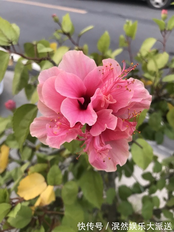 栀子花|北方家里当宝的花,南方大马路上全都是,我酸了!