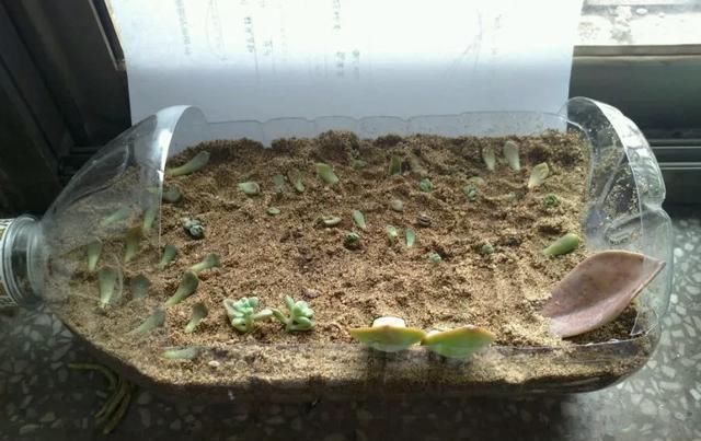 白根|只要家里有油桶,就不用花钱买花盆多肉种在油桶里,叶子胖嘟嘟