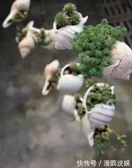 小花|别再花钱买普通花盆了,你意想不到的种花神器!