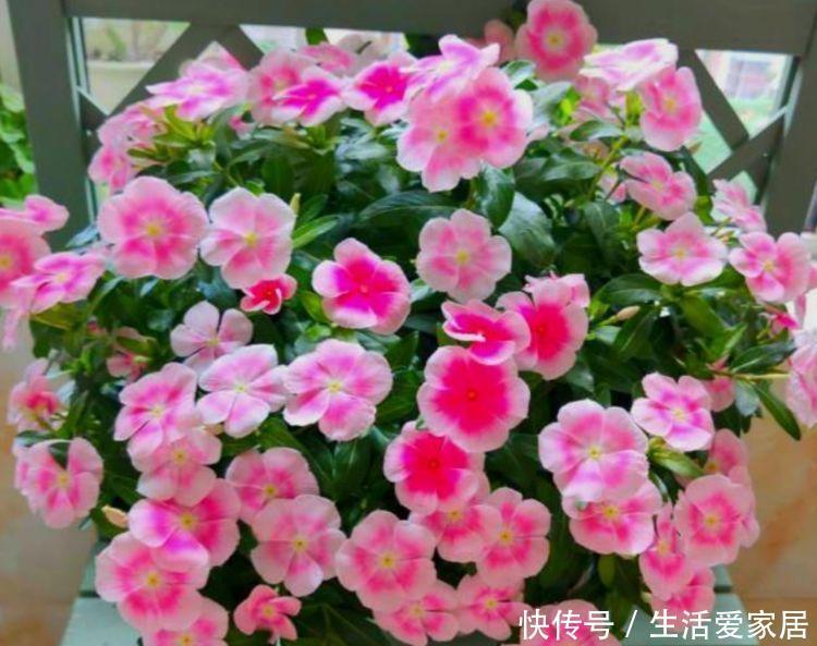 家养这些植物,阳台开出花海,花姿妖娆,四季繁花似锦