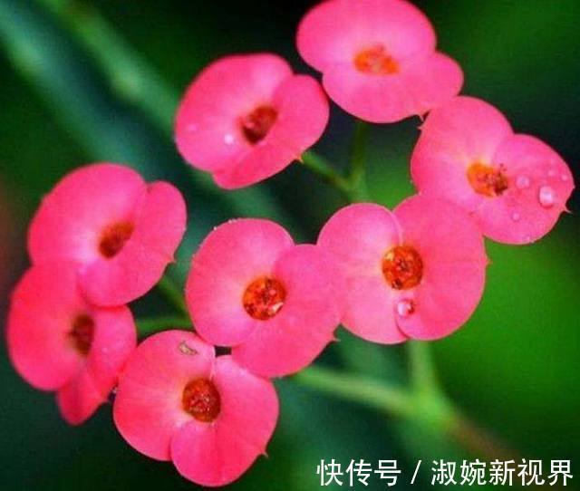 名菊|喜欢菊花，不如养盆名菊“盘龙卓越”，亲切妖娆 花姿清雅