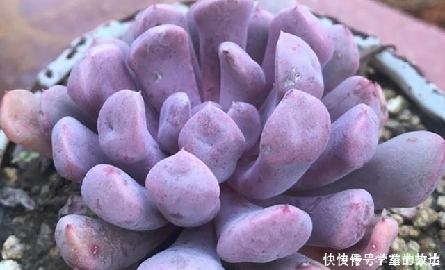 养护|什么季节给多肉植物换盆合适换盆应该注意什么问题之后怎么养护！