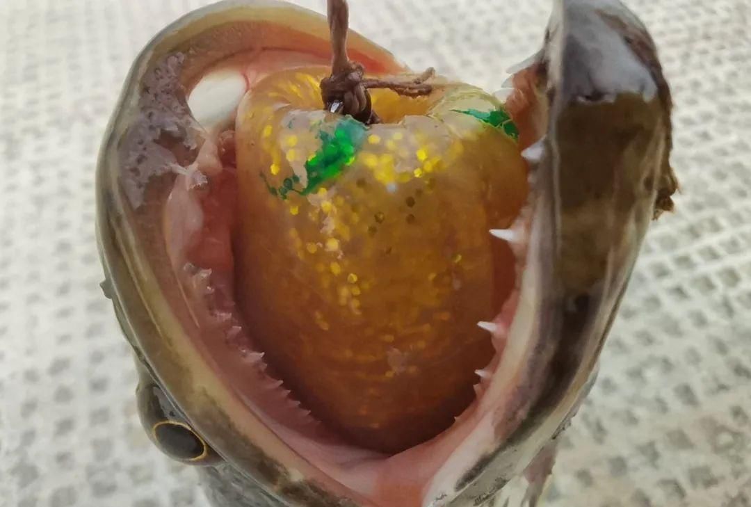 雷强黑鱼时为何总脱钩详解跑鱼的主要原因及正确地调整方法