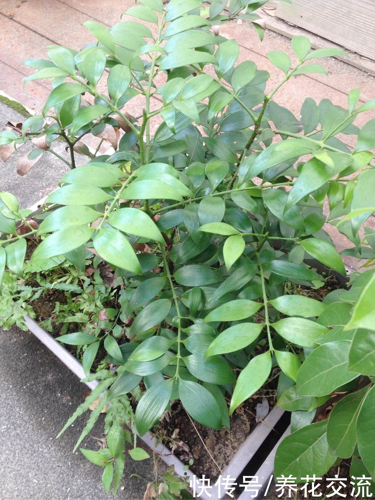 土壤|用播种的方法培育盆栽竹柏,幼苗极其耐阴,很适合养在室内