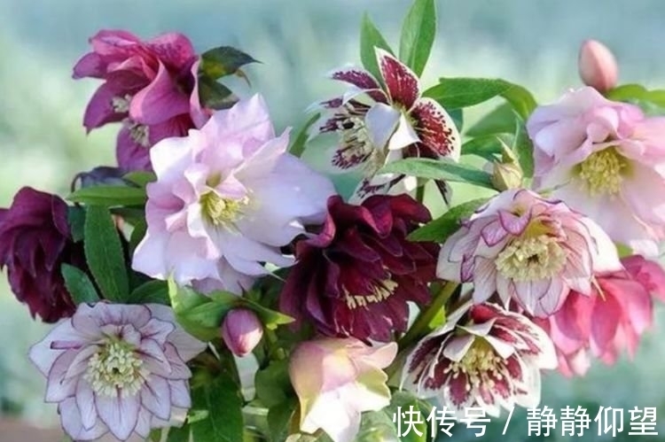 此款花卉便宜又好养,丢到阳台,四季有花开,一养就上瘾!