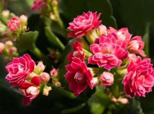 花花苞|长寿花“犯傻”不开花“收拾”一下,花苞立刻上枝头,花朵旺