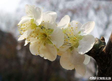 遇见|明城墙遗址公园梅花悄然开放 踏春游园正当时