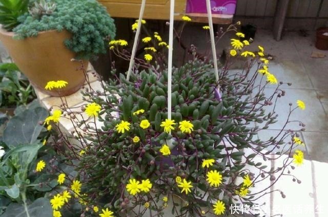 多肉植物紫玄月,好养如绿萝,爆盆后像瀑布,开花勤快,值得入手!