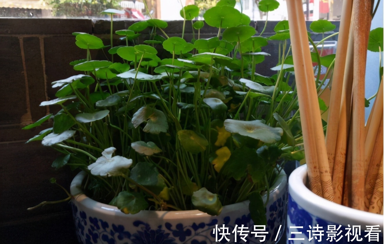 养花|巧用筷子养花，知道该用在什么地方吗？此3处有迹可循