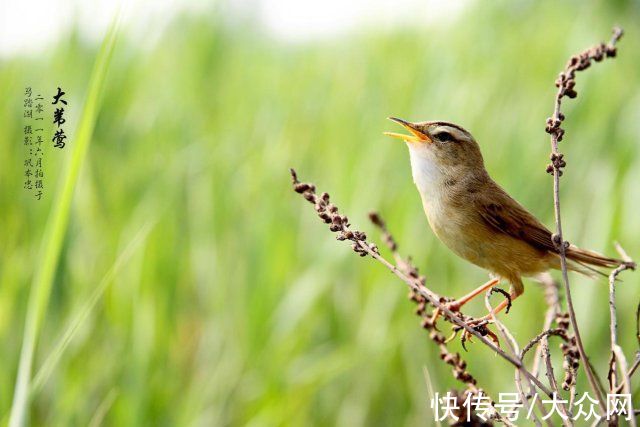 马踏湖|马踏湖生态保护区：湖水湖鱼生态湖泊 芦苇荷花鸟的天堂